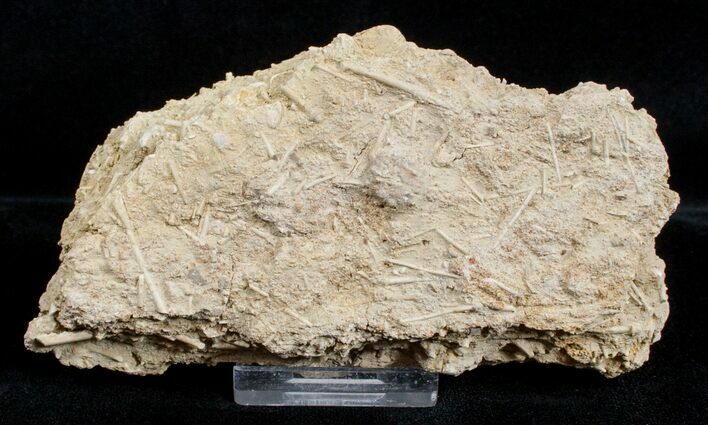 Fossil Jurassic Echinoderm (Acrosalenia) Spines - France #3177